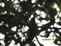 Coeligena bonapartei