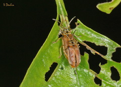 Galerucella lineola