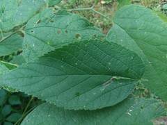 Phyllonorycter celtisella