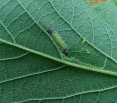 Phyllonorycter celtisella