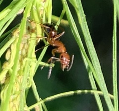 Camponotus snellingi