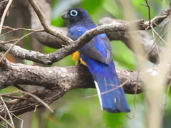 Trogon chionurus