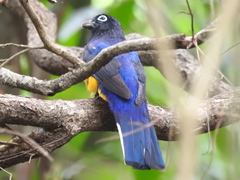 Trogon chionurus