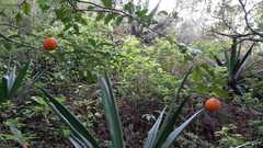 Citrus deliciosa
