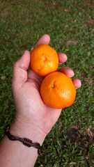 Citrus deliciosa