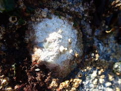 Pododesmus macrochisma