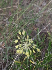 Allium flavum flavum
