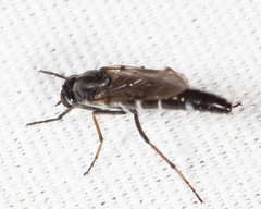 Ozodiceromyia argentata