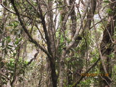 Arremon brunneinucha