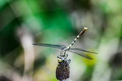 Arigomphus submedianus