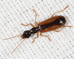 Leptotrachelus dorsalis