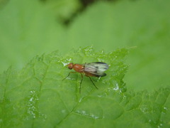 Opomyzoidea