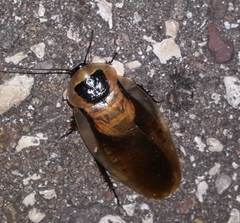 Blaberus discoidalis