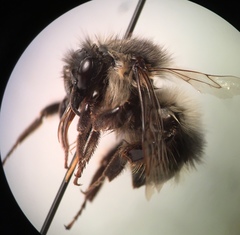 Bombus sitkensis