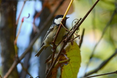 Periparus ater