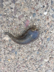 Haemopidae