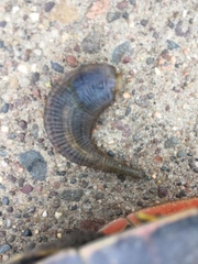 Haemopidae
