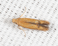 Tischeria quercitella