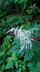Astilbe biternata