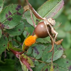Phragmidium rosae-pimpinellifoliae