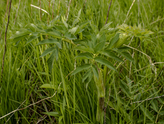 Angelica atropurpurea