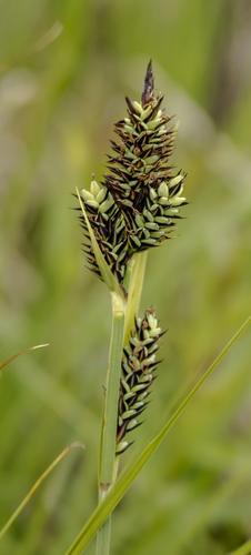 Buxbaum's sedge (Carex buxbaumii)