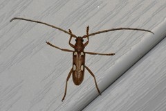 Eburia quadrigeminata