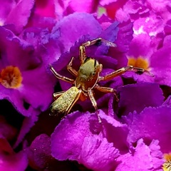 Tutelina