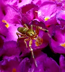 Tutelina