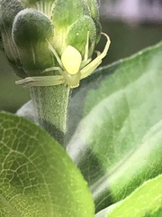 Thomisidae
