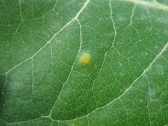 Puccinia seymouriana