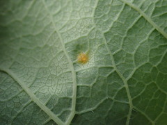 Puccinia seymouriana