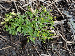 Ranunculus sceleratus sceleratus