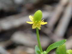 Ranunculus sceleratus sceleratus