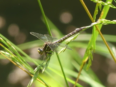 Phanogomphus lividus