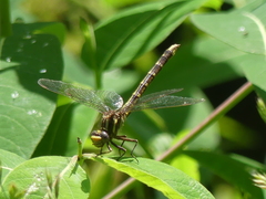 Phanogomphus lividus