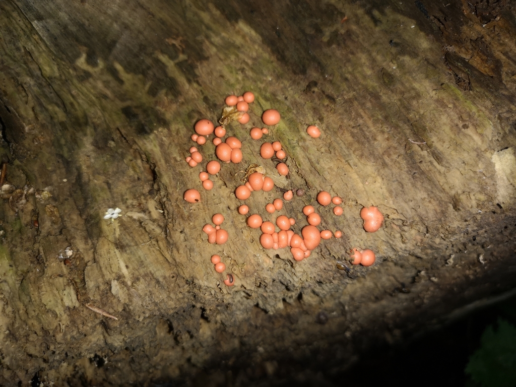 분홍콩점균 from 8260 Stavtrup, Denmark on 2020년 06월 19일 (금) at 06:14 오후 by Jens-Christian Svenning · iNaturalist... 
