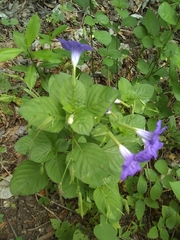 Ruellia intermedia
