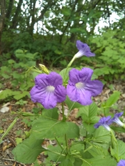 Ruellia intermedia