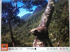 Callithrix flaviceps