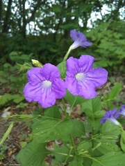Ruellia intermedia