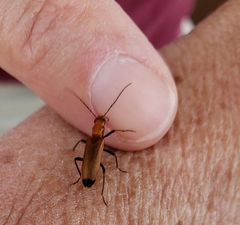 Nacerdes melanura