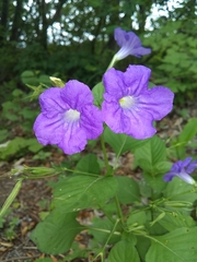 Ruellia intermedia