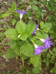 Ruellia intermedia
