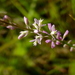 Polygala appendiculata - Photo (c) Eleanor,  זכויות יוצרים חלקיות (CC BY-NC)