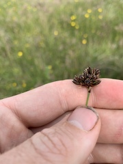 Juncus falcatus