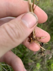 Juncus falcatus