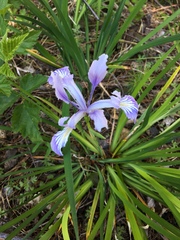 Iris tenax