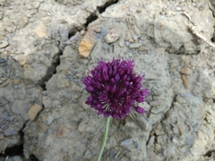 Allium atroviolaceum