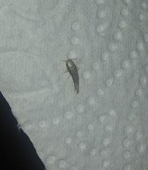 Lepisma